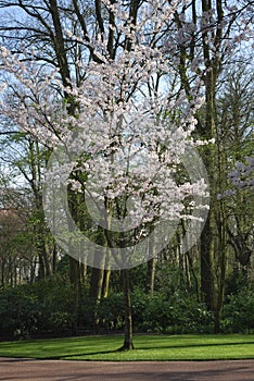 Pink cherry blossom tree grows in the park.