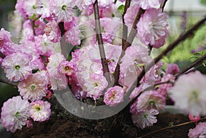 Pink cherry blossom tree grows in the park.