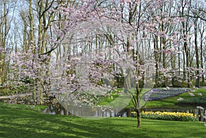 Pink cherry blossom tree grows in the park.