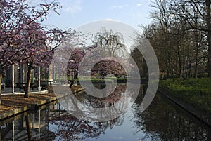 Pink cherry blossom tree grows on the river side in the park.