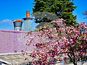 Pink Cherry Blossom Tree, Leura, Australia