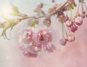 Pink cherry blossom tree photo