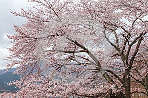 Pink cherry blossom tree in spring Kawaguchi lake, Japan