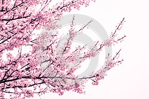 Pink cherry blossom tree at springtime