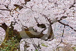 Pink cherry blossom trees along the sidewalk in springtime