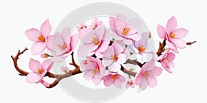 Pink cherry blossom on white background