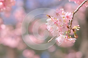 Pink cherry blossomCherry blossom, Japanese flowering cherry o