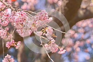 Pink cherry blossomCherry blossom, Japanese flowering cherry o