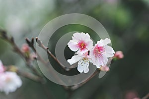 Pink cherry blossomCherry blossom, Japanese flowering cherry on the Sakura tree. Sakura flowers are representative of Japanese