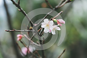 Pink cherry blossomCherry blossom, Japanese flowering cherry on the Sakura tree. Sakura flowers are representative of Japanese