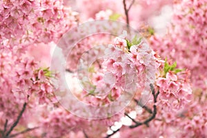 Pink cherry blossomCherry blossom, Japanese flowering cherry on the Sakura tree. Sakura flowers are representative of Japanese f