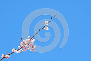 Pink cherry blossomCherry blossom, Japanese flowering cherry on the Sakura tree. Sakura flowers are representative of Japanese f