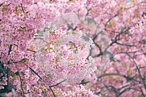 Pink cherry blossomCherry blossom, Japanese flowering cherry on the Sakura tree. Sakura flowers are representative of Japanese f