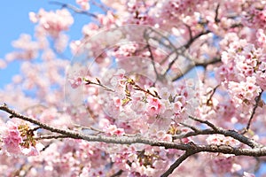 Pink cherry blossomCherry blossom, Japanese flowering cherry on the Sakura tree. Sakura flowers are representative of Japanese f