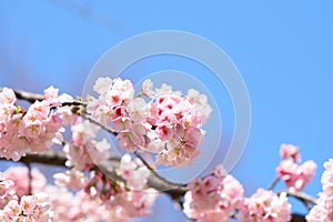 Pink cherry blossomCherry blossom, Japanese flowering cherry on the Sakura tree. Sakura flowers are representative of Japanese f