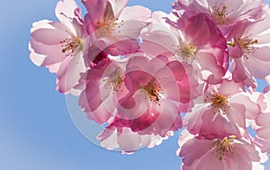 Pink cherry blossoms