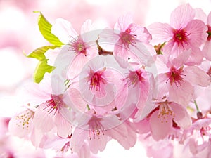 Pink cherry blossoms