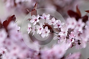 Pink cherry blossoms