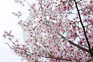 Pink cherry blossoms