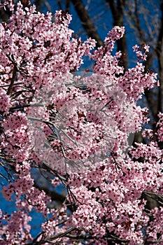 Pink cherry blossoms