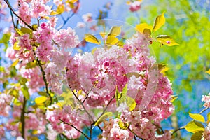 Pink cherry blossoms