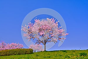 Pink cherry blossoms