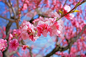 Pink cherry blossoms