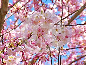 Pink Cherry Blossoms against blue sky