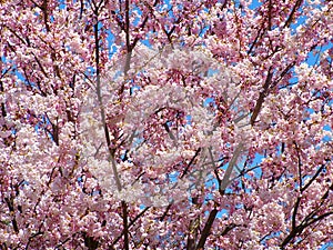 Pink Cherry Blossoms against blue sky