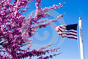 Pink cherry blossoms and American flag against bright blue sky