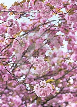 Pink cherry blossoms balls flowers Asukayama park in the Kita di