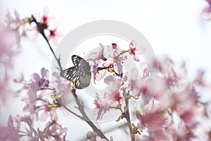 Pink cherry blossoms bloom in spring