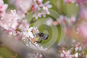 Pink cherry blossoms bloom in spring