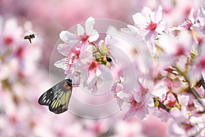 Pink cherry blossoms bloom in spring