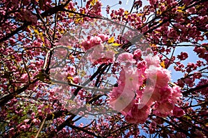 Pink cherry blossoms blooming with blue sky