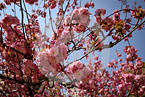 Pink cherry blossoms blooming with blue sky