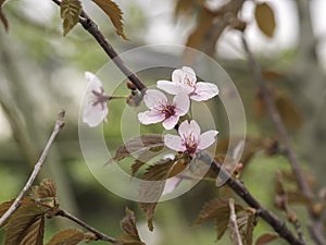 Pink cherry blossoms blooming on a branch