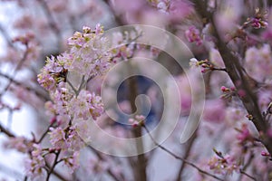 Pink cherry blossoms are blooming in spring.