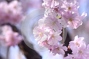 Pink cherry blossoms blooming in springtime