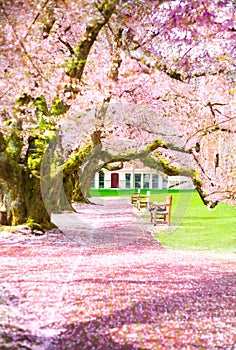 Pink cherry blossoms blooming at sunny empty park, sakura trees