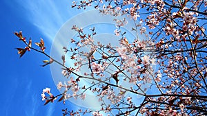 Pink Cherry Blossoms in Blue Sky Background