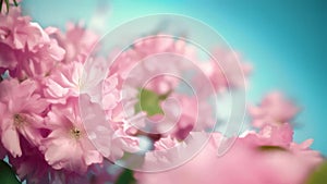 Pink cherry blossoms on a branch