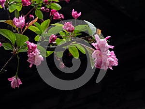 Pink cherry blossoms on a branch against dark background