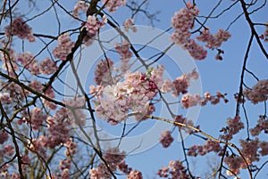 Pink cherry blossoms on the branch on the blue sky background.