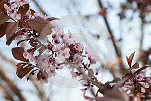 Pink cherry blossoms on a branch in spring with copy space