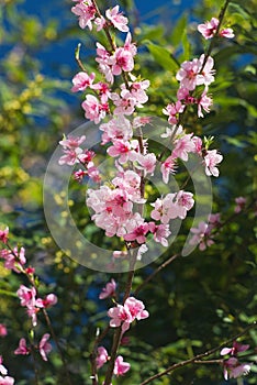 Pink cherry blossoms on a clear spring day