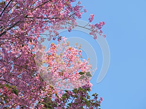 Pink cherry blossoms flower in full bloom