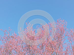 Pink cherry blossoms flower in full bloom