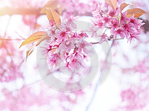 Pink cherry blossoms flower in full bloom