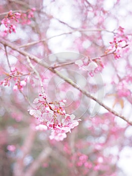 Pink cherry blossoms flower in full bloom